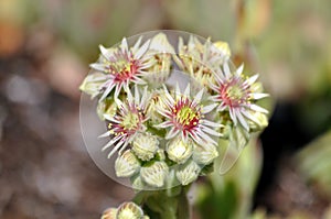 Sempervivum tectorum, theÂ common houseleek